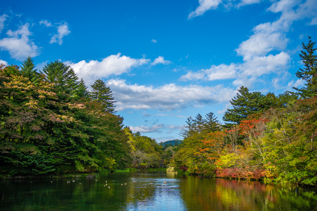 紅葉　軽井沢　雲場池