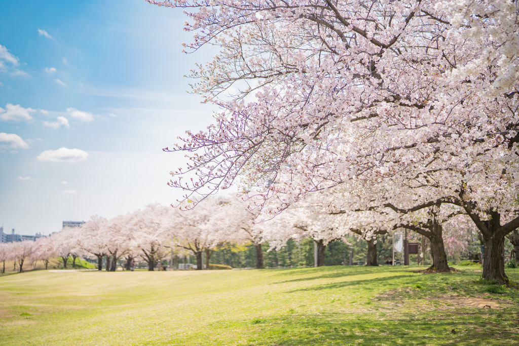 獨協大学前駅の桜