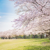 獨協大学前駅の桜