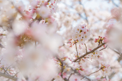 獨協大学前駅の桜