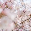獨協大学前駅の桜