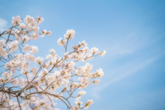 獨協大学前駅の桜