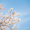 獨協大学前駅の桜