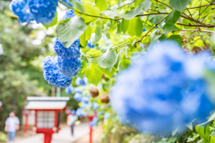 紫陽花