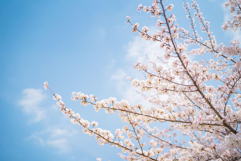 獨協大学前駅の桜