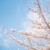 獨協大学前駅の桜