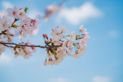 獨協大学前駅の桜