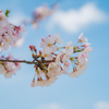 獨協大学前駅の桜