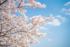 獨協大学前駅の桜