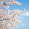 獨協大学前駅の桜