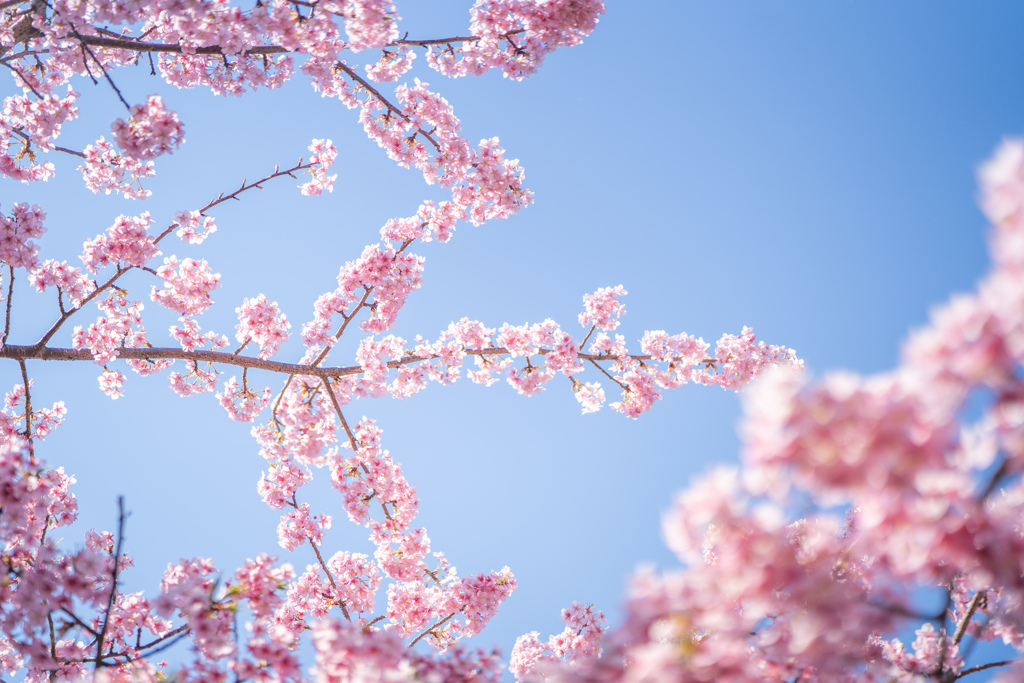 江ノ電沿いの桜