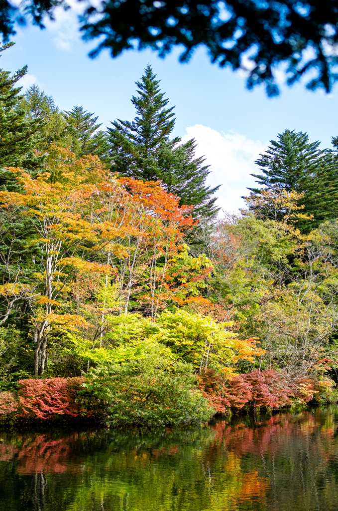 紅葉　軽井沢　雲場池