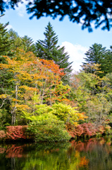 紅葉　軽井沢　雲場池