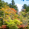 紅葉　軽井沢　雲場池