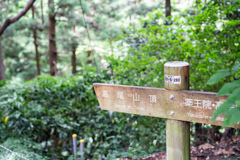 高尾山 山道