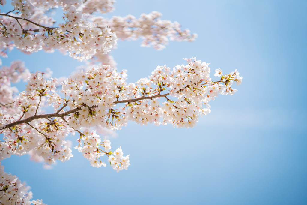 獨協大学前駅の桜