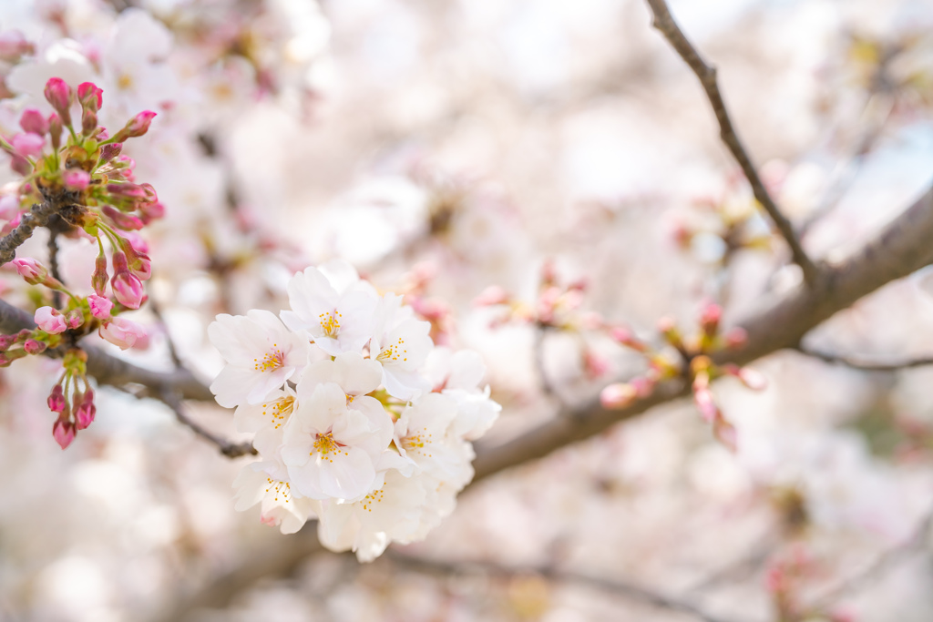 獨協大学前駅の桜