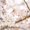 獨協大学前駅の桜