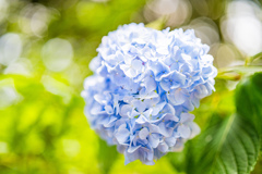 紫陽花