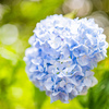 紫陽花