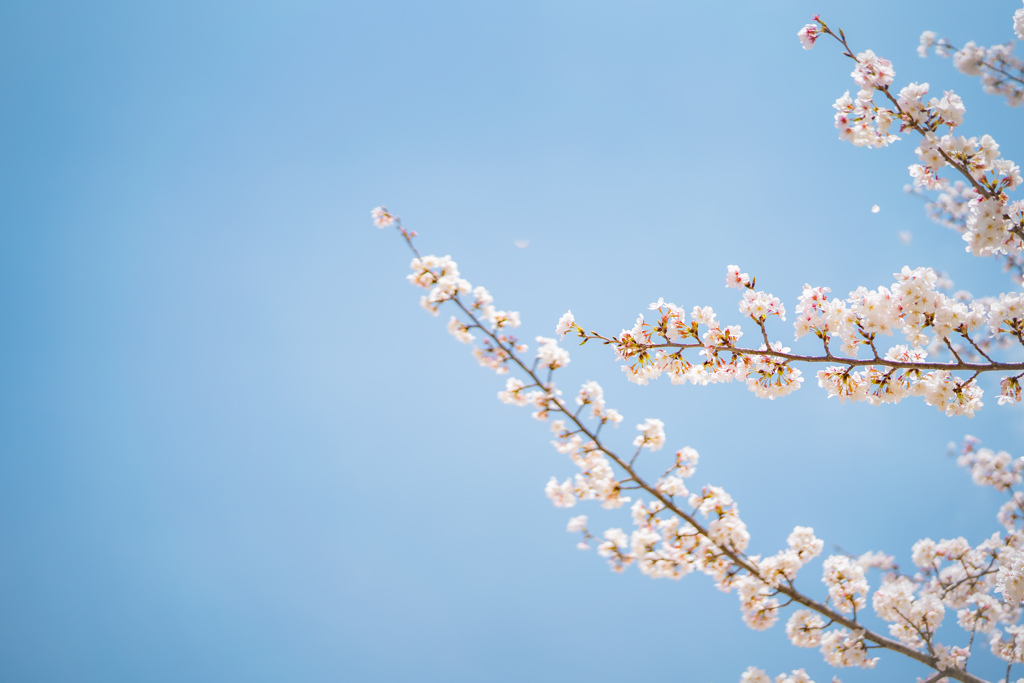 獨協大学前駅の桜