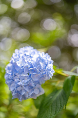 紫陽花