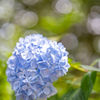 紫陽花