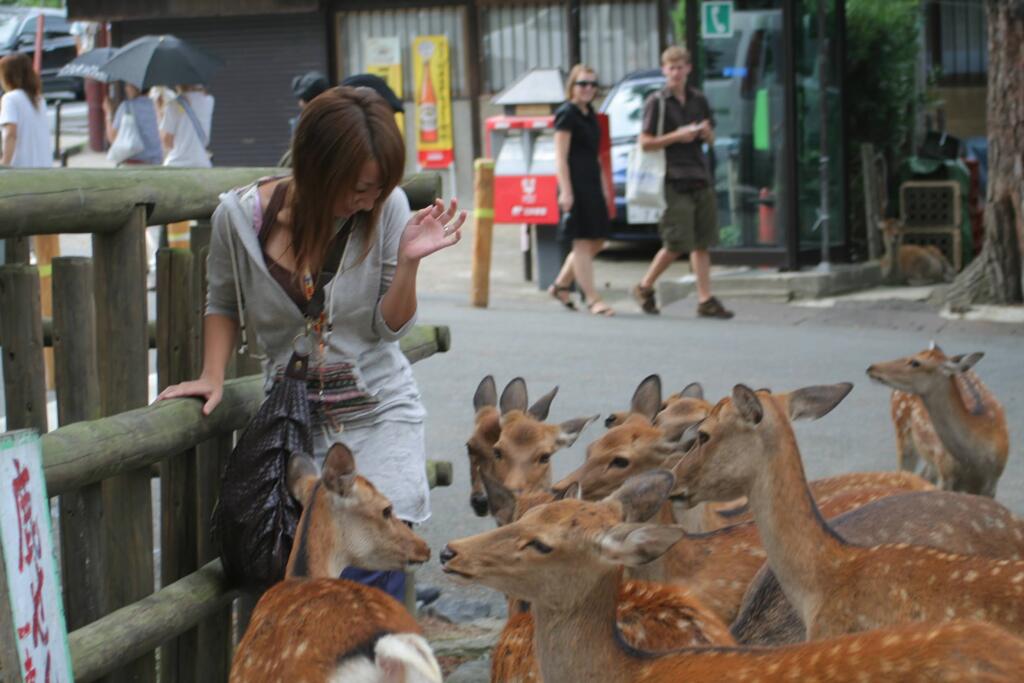 奈良公園シカに囲まれるのはちょっと怖いかも　2008/9