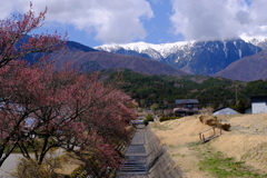 木曽山脈とまだ咲いてない桜