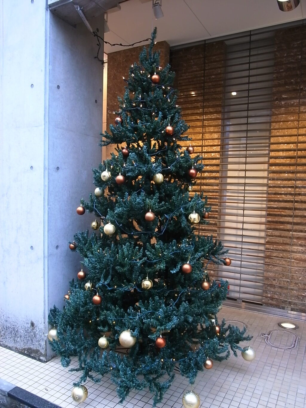 クリスマスツリー登場してきましたね。