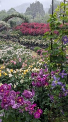 富士川クラフトパークの雨降る中バラ園