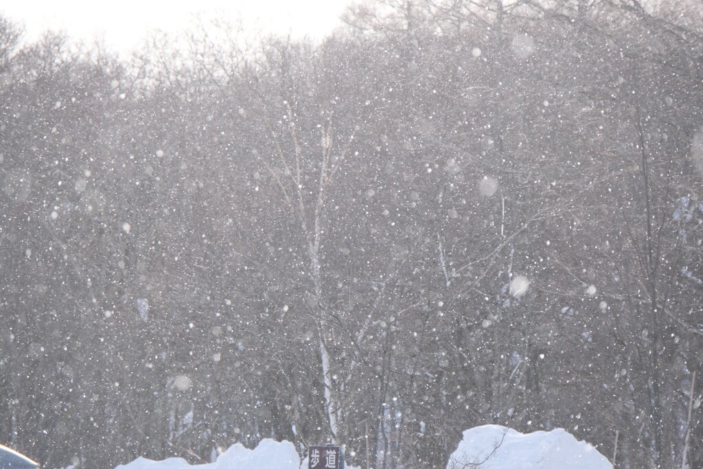 雪の戸隠散歩　2025/1