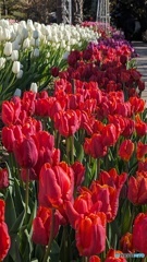 ウインターチューリップ 江の島