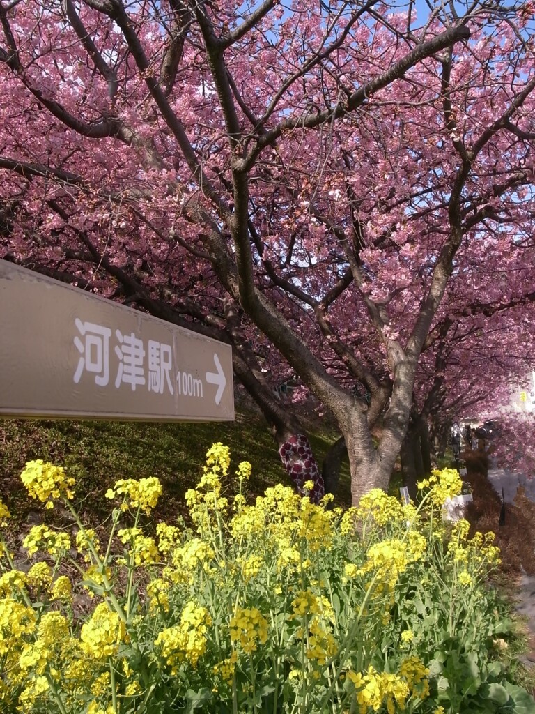 河津桜　2011年