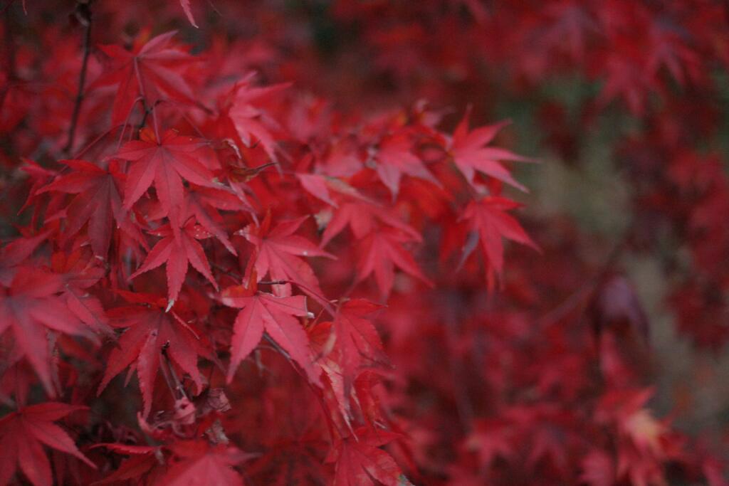 鬼無里で見た紅葉　2006/10