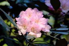 岩本山公園のピンクのシャクナゲ