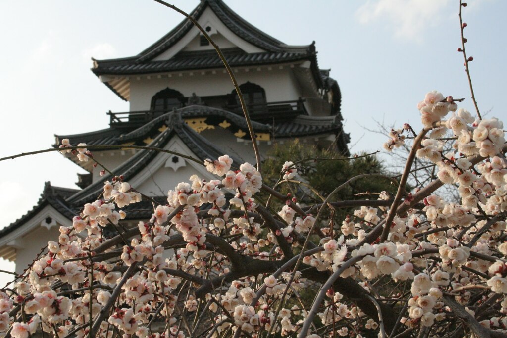 彦根城と梅　2007年春先