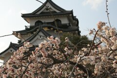 彦根城と梅 2007年春先