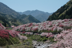 花桃の里その2