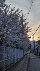 最寄りの学校の桜並木