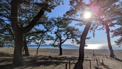 三保の松原の松　2024/11