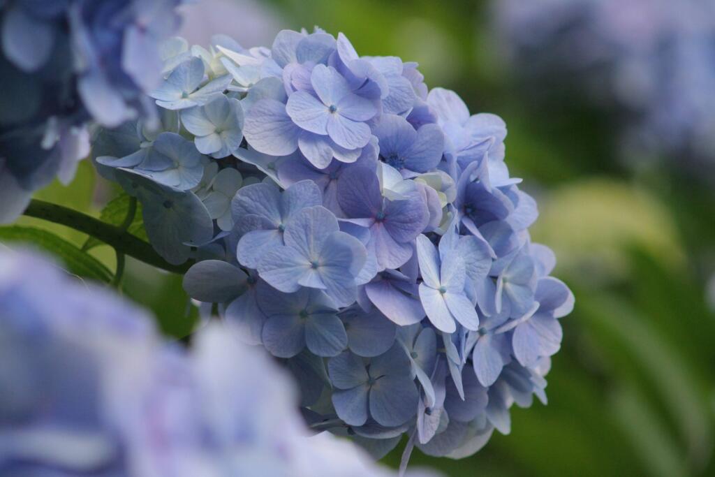 紫陽花　2009年6月