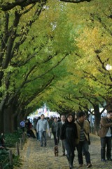 明治神宮外苑イチョウ並木2 2009/11
