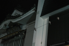 ムクドリかなぁ？夜は置物のようですね。