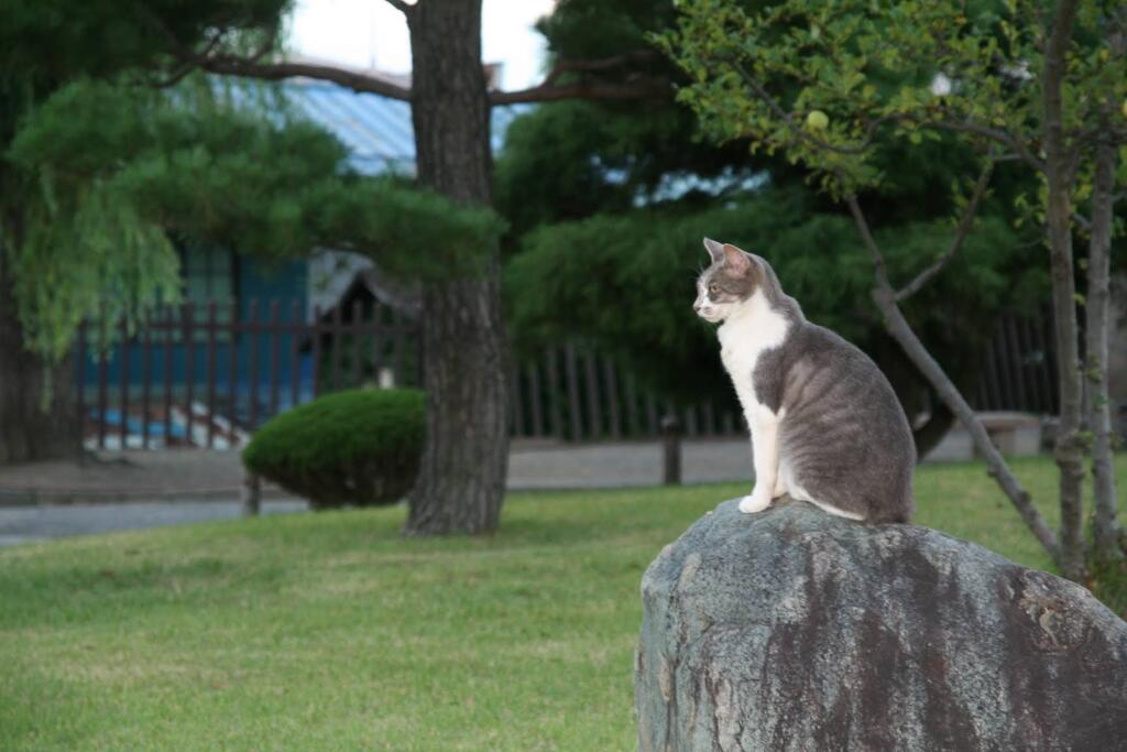 松本城にいた品がある猫　2006/9
