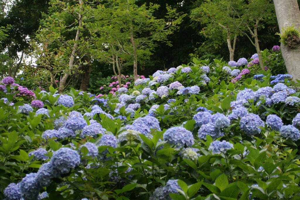 鎌倉の紫陽花　長谷寺かなぁ　2009年6月
