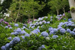 鎌倉の紫陽花 長谷寺かなぁ 2009年6月