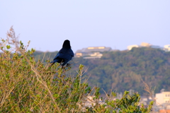 御前崎のカラス。毛？並みが綺麗な気がする。