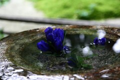 庭園の水に紫の花が浮かべてありました。2006/9