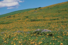 ビーナスライン、八島湿原あたりだと思う　2007/8